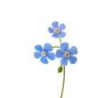 Single sprig of forget-me-not isolated on white