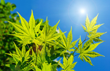 green full moon maple with a blue sky and sun. japan garden