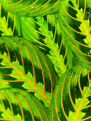 Plant leaves