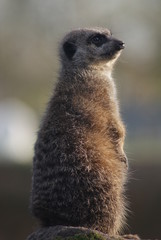 meerkat: outlook post