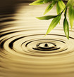 canvas print picture - Fresh bamboo leaves over water
