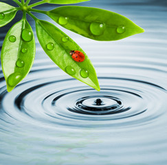 Wall Mural - Ladybug sitting on a green leaf. Reflected in water