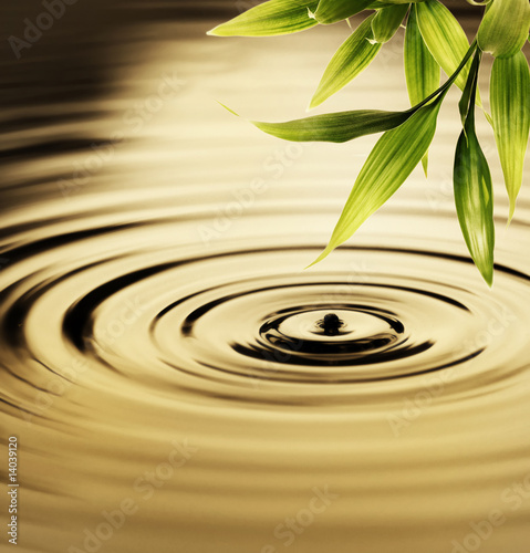 Fototapeta na wymiar Fresh bamboo leaves over water