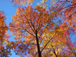 fall foliage tree tops