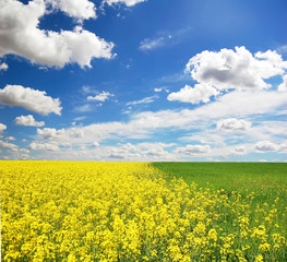 Wall Mural - Yellow field 3