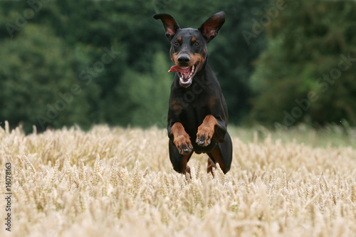 Photographie la course effrénée du dobermann dans les champs
