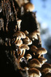 Tree Growing Mushrooms