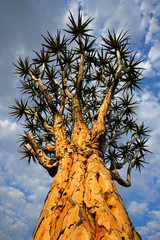 Sticker - Quiver tree (Aloe dichotoma), Namibia, southern Africa