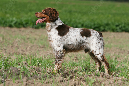 epagneul breton for sale