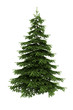 spruce tree isolated on white background with clipping path