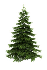 Wall Mural - spruce tree isolated on white background with clipping path
