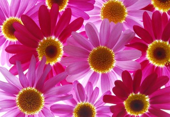 Poster - red and pink marguerites