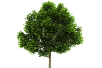 Wall Mural - buckeye tree isolated on white background with clipping path