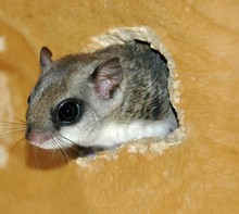 Flying Squirrel Sticking Head Out Of Nest