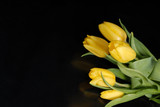 Fototapeta Tulipany - żółte tulipany