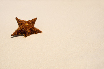 Wall Mural - Red Sea star on the white sand