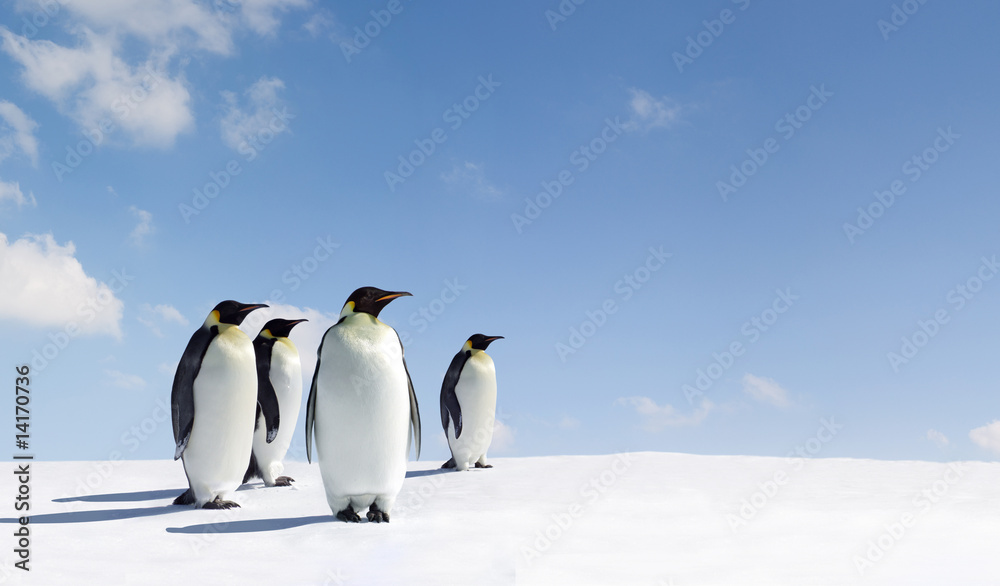 Penguins - obrazy, fototapety, plakaty 
