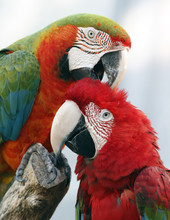 Closeup Portrait Of Two Playful Macaw Parrots In Florida.