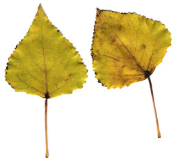 Wall Mural - autumn lime leaves