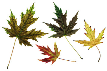 Wall Mural - autumn leaves