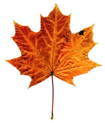 Wall Mural - red maple autumn leaf