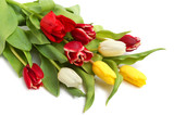 Fototapeta Tulipany - Colored tulips