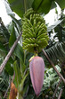 Bananenplantage La Palma