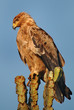The Lesser Spotted Eagle (Aquila pomarina), Masai Mara, Kenya