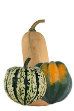 Isolated Butternut Carnival Acorn Squash On White