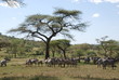 serengeti