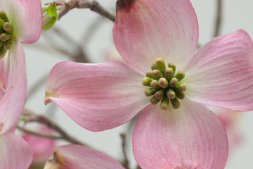 pink dogwood isolated on white