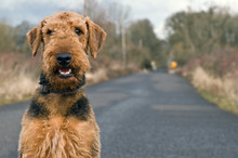 Airedale Terrier On Open Country Road