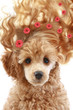 Small apricot poodle puppy with long hair