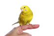 Yellow budgerigar on a finger
