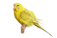 Yellow Budgerigar On A Branch