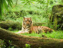 Tiger Resting In Safari Uganda