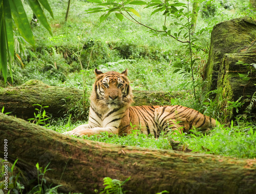 Naklejki tematycznie  tygrys-odpoczynku-w-safari-uganda