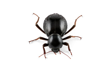 Wall Mural - Tenebrionid beetle (Psammodes spp.) on white