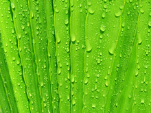 Water Drops On Palm Tree Leaf