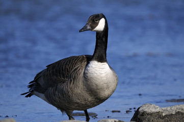 Wall Mural - canada goose portrait