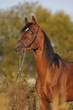 brown arabian horse stallion portrait