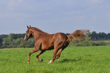 Wall Mural - red horse runs gallop on the meadow
