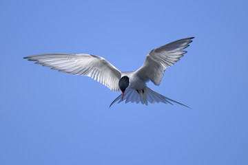 Wall Mural - common tern portrait