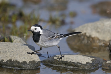 Wall Mural - white wagtail portrait