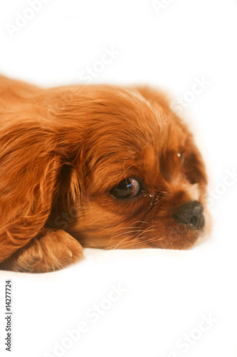 Ruby Cavalier King Charles Spaniel Puppy Buy This Stock Photo