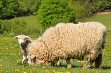 Wall Mural - lamb with her mum