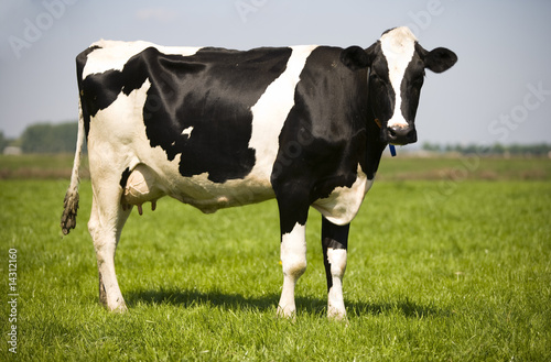 Fototapeta Krowa  krowa-holenderska