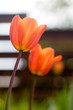 canvas print picture Orange tulips