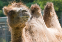 Fuzzy Two Humped Camel