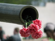 Trunk of a gun with a bouquet of carnations